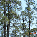 Loblolly pine tree