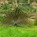 Indian Peafowl
