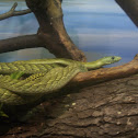 Western Green Mamba