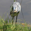 Juvenile Little Blue Heron