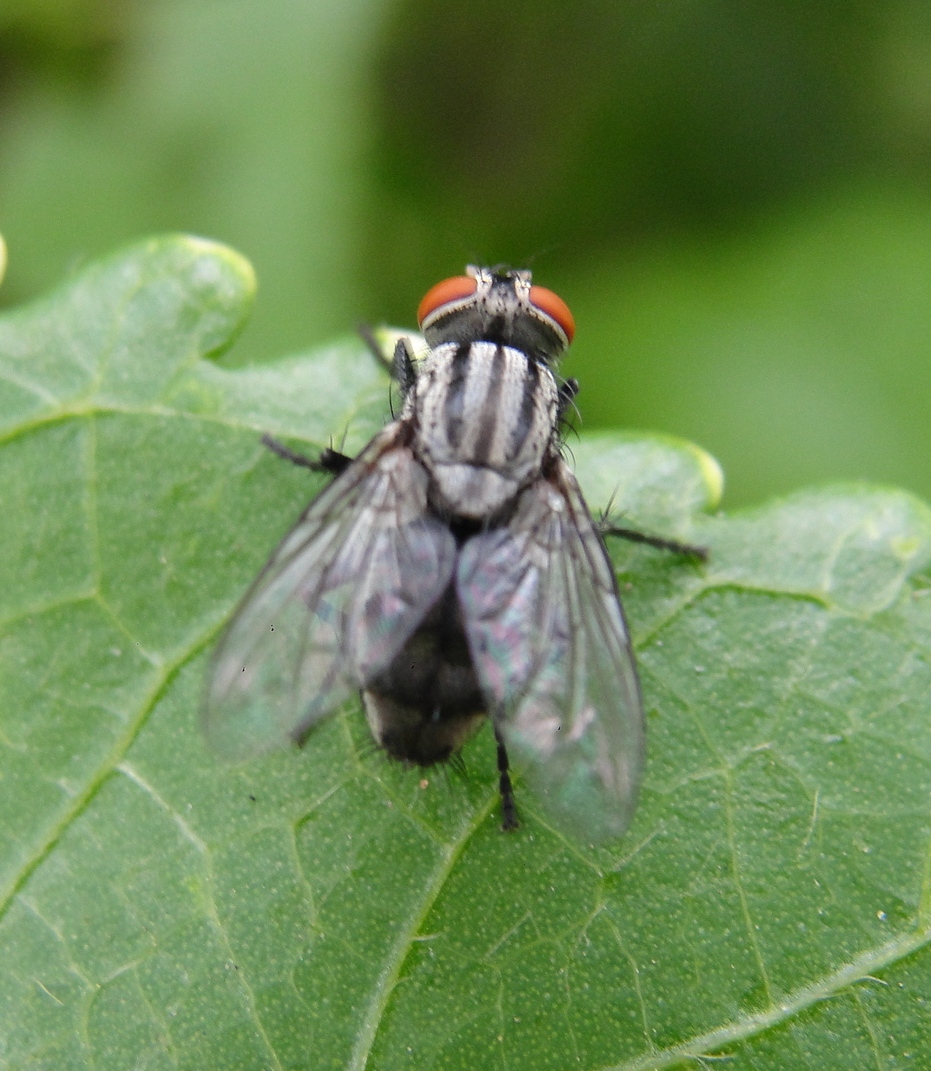 Fleshfly