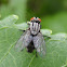 Fleshfly