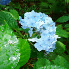 Hydrangea
