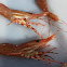 Alaskan prawn