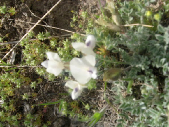 Spotting Image 1