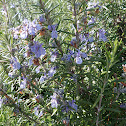Rosemary