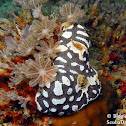 Star Ascidian