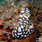 Star Ascidian