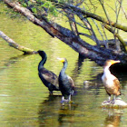 Double Breasted Cormorant