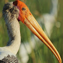 Painted Stork