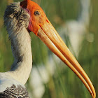 Painted Stork