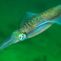 Bigfin reef squid