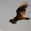 Turkey Vulture