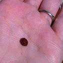 Asian Ladybird