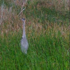 blue heron