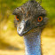 Emu