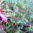 Fucsias, pendientes de la Reina