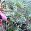 Fucsias, pendientes de la Reina