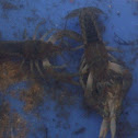 Crayfish