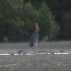 Lesser Adjutant