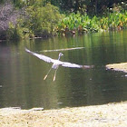 FLORIDA ANIMALS...