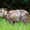 Japanese Serow