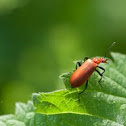 Blister beetle