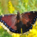 Mourning Cloak