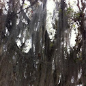 Spanish moss