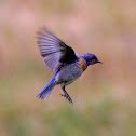 Western Bluebird