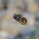Carpenter Bee