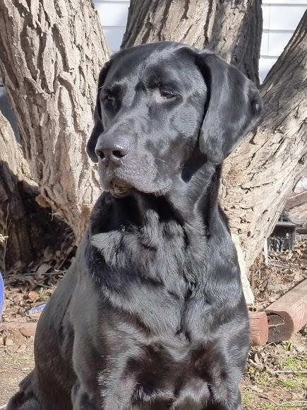 Labrador Retriever Cross | Project Noah