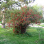 Flowering Quince