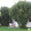 Ancient Yews
