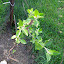 Lodi Apple
