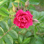 Really thorny rose