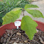 Parsely Oak