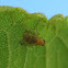 Lauxaniid Fly