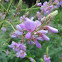 Showy Tick-trefoil