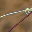 White Featherleg