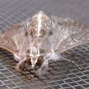 Unknown spotting