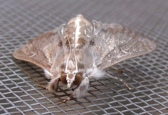 Spotting Image 1