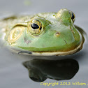Bull Frog