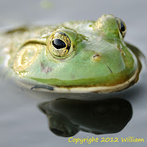 amphibians of the world '-'