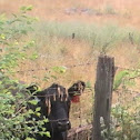 Cattle