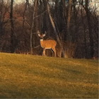Whitetail deer