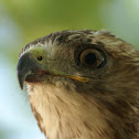 Red tailed Hawk