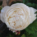 Peony