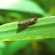 Tortricidae?