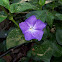 Vinca major